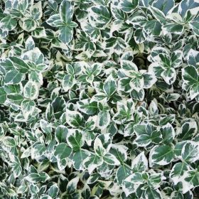 Euonymus Emerald Gaiety 2 Litre